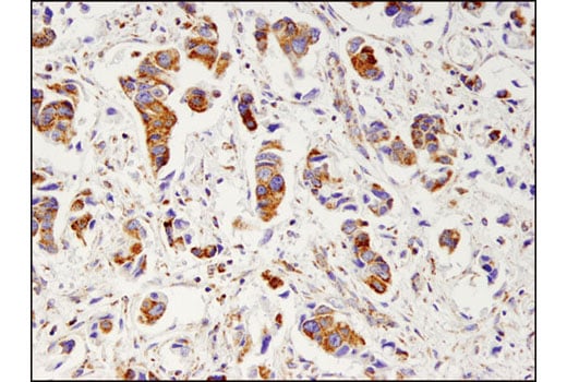 Immunohistochemistry Image 1: Glutamate Dehydrogenase 1/2 (D9F7P) Rabbit mAb (BSA and Azide Free)