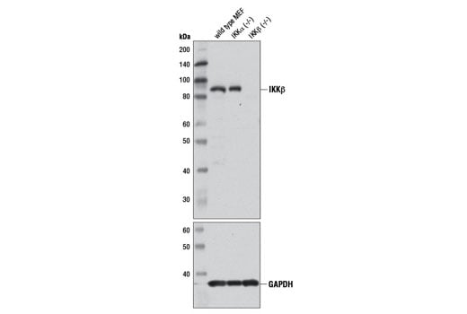Western Blotting Image 2: IKK beta (D30C6) Rabbit Monoclonal Antibody