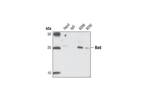 Immunoprecipitation Image 1: Bad (11E3) Rabbit Monoclonal Antibody