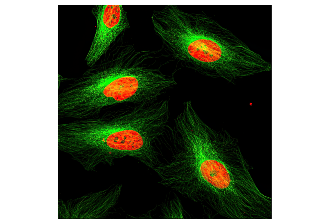 Immunofluorescence Image 1: alpha-Tubulin (DM1A) Mouse Monoclonal Antibody (BSA and Azide Free)