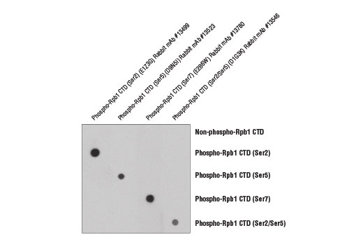 undefined Image 1: Phospho-Rpb1 CTD (Ser7) (E2B6W) Rabbit Monoclonal Antibody