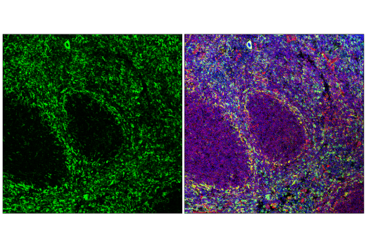 Immunofluorescence Image 1: FcR gamma (E6Y1A) Rabbit Monoclonal Antibody (BSA and Azide Free)