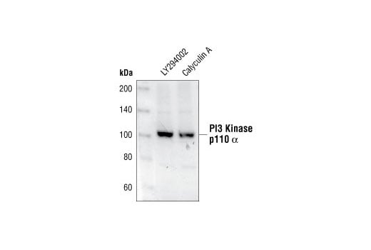 Western Blotting Image 2: PI3 Kinase p110 alpha Antibody