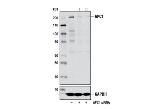 Western Blotting Image 1: APC1 (D1E9D) Rabbit mAb