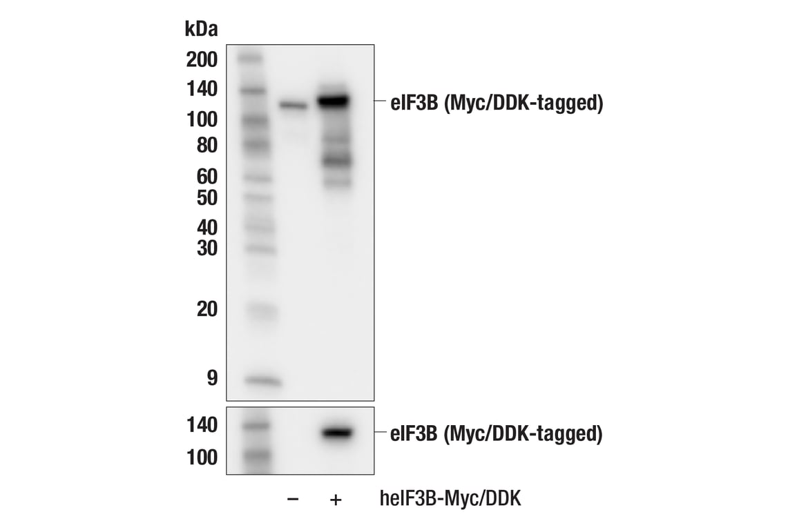 Western Blotting Image 2: eIF3B (F1E6A) Rabbit Monoclonal Antibody