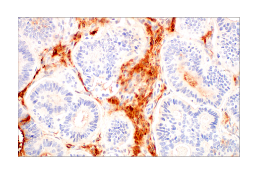 Immunohistochemistry Image 5: ApoE4 (E5M4L) Rabbit Monoclonal Antibody