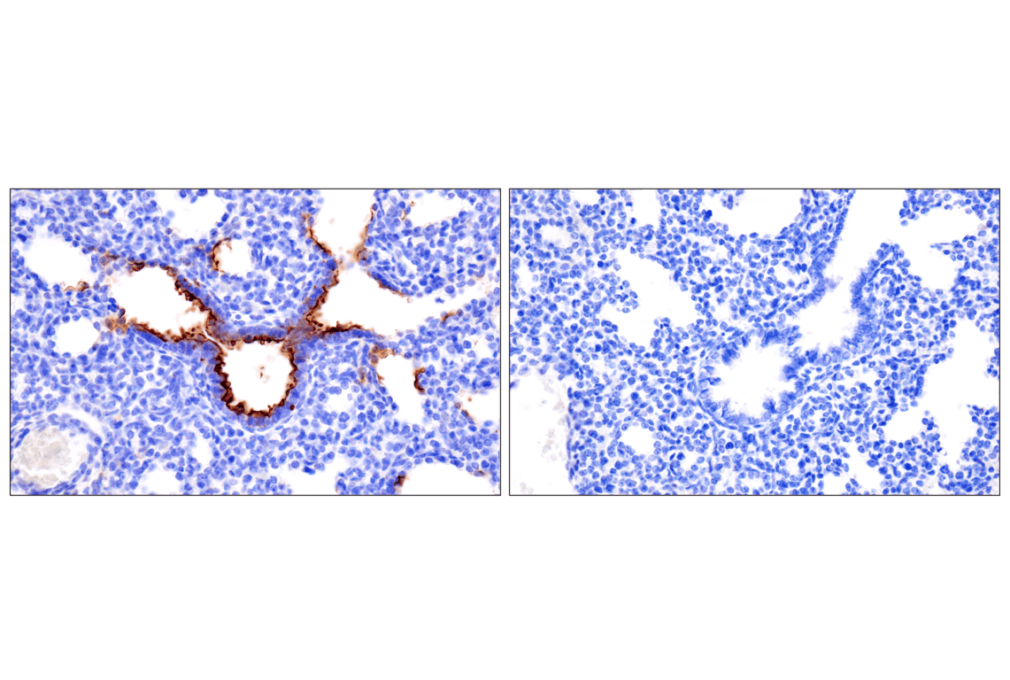 Immunohistochemistry Image 11: CD15/SSEA1 (MMA) Mouse Monoclonal Antibody