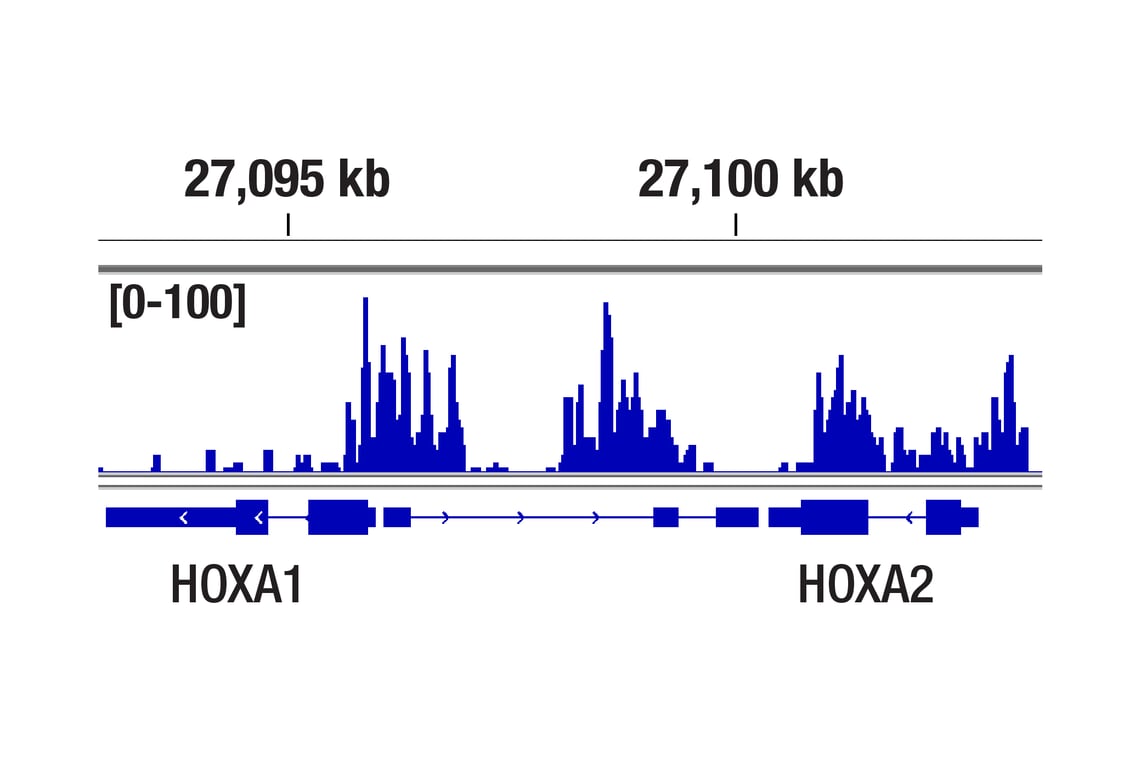 CUT & Tag Image 1: CBX8 (D2O8C) Rabbit Monoclonal Antibody