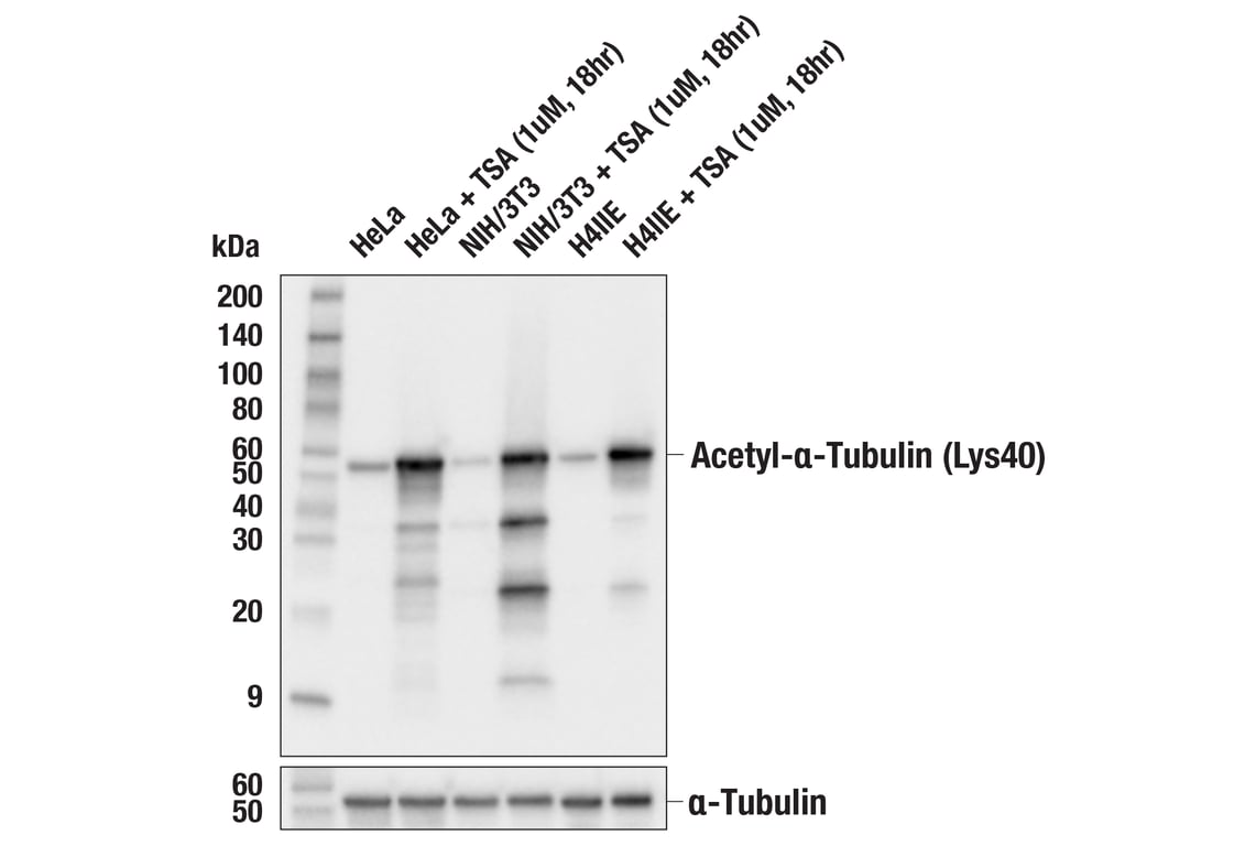 Western Blotting Image 2: Acetyl-alpha-Tubulin (Lys40) (D20G3) Rabbit Monoclonal Antibody