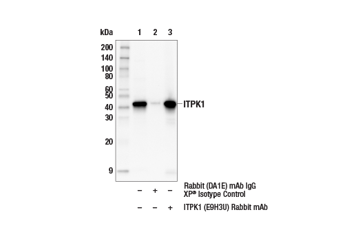 Immunoprecipitation Image 1: ITPK1 (E9H3U) Rabbit Monoclonal Antibody
