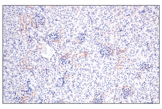 Immunohistochemistry Image 6: IGFBP7 (E3Z8L) Rabbit Monoclonal Antibody