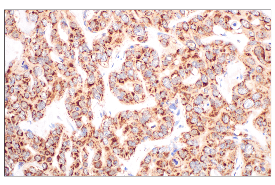Immunohistochemistry Image 1: Fumarase (D9C5) Rabbit Monoclonal Antibody