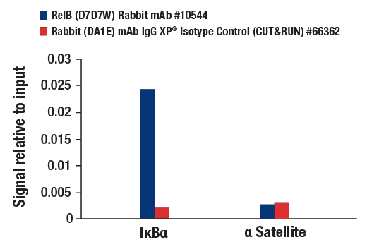 CUT & RUN Image 3: RelB (D7D7W) Rabbit Monoclonal Antibody