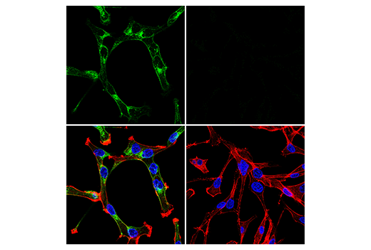 Immunofluorescence Image 1: PODXL (E8O1S) Rabbit Monoclonal Antibody