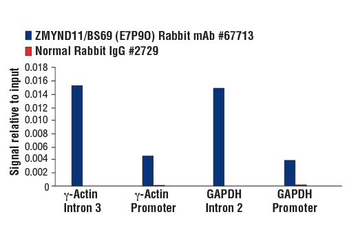 Chromatin Immunoprecipitation Image 2: ZMYND11/BS69 (E7P9O) Rabbit Monoclonal Antibody