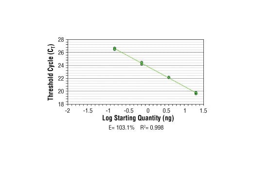 Chromatin Immunoprecipitation Image 2: SimpleChIP<sup>®</sup> Human NPM1 Intron 1 Primers