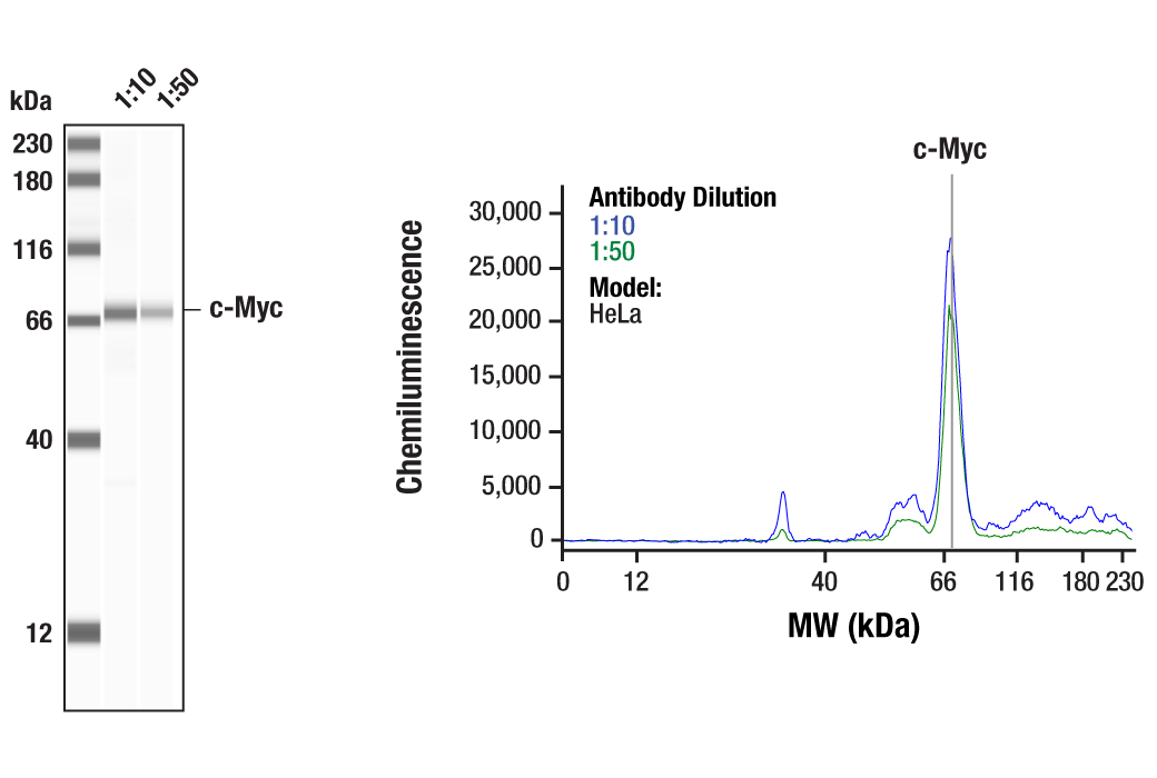 Western Blotting Image 1: c-Myc Antibody