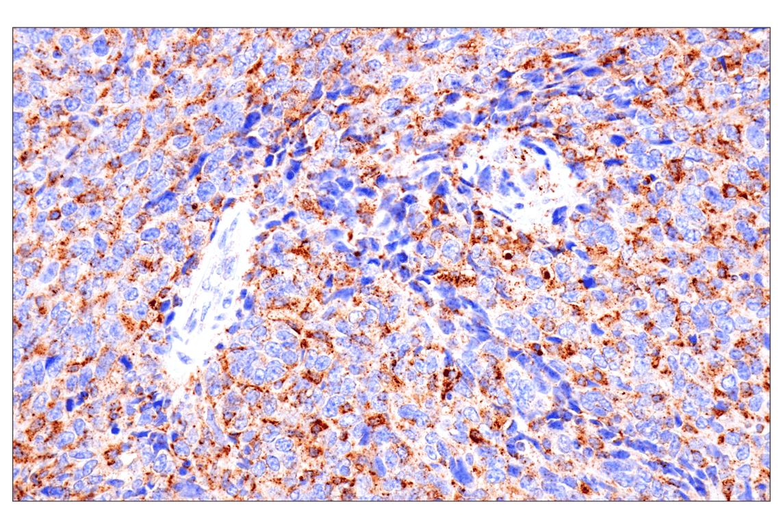Immunohistochemistry Image 1: HEXB (E9X5S) Rabbit Monoclonal Antibody (BSA and Azide Free)