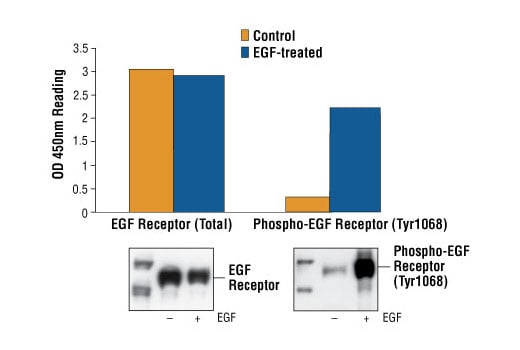 ELISA Image 1: PathScan<sup>®</sup> Phospho-EGF Receptor (Tyr1068) Sandwich ELISA Kit