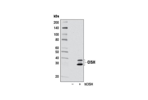 Western Blotting Image 2: CISH (D4C10) Rabbit Monoclonal Antibody