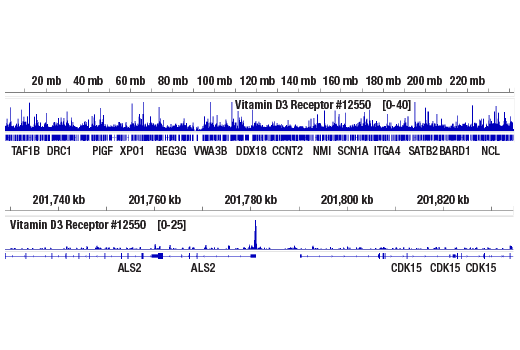 Chromatin Immunoprecipitation Image 2: Vitamin D3 Receptor (D2K6W) Rabbit Monoclonal Antibody