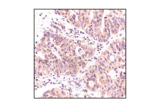 Immunohistochemistry Image 2: APS Antibody