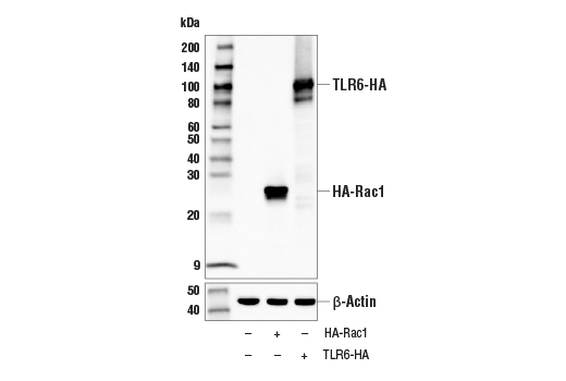 Western Blotting Image 2: HA-Tag (E1R3B) Mouse Monoclonal Antibody