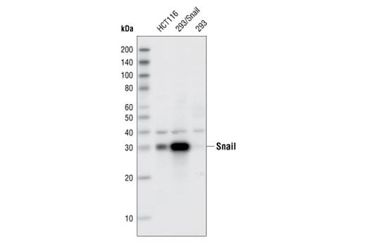 Western Blotting Image 1: Snail (SN9H2) Rat mAb