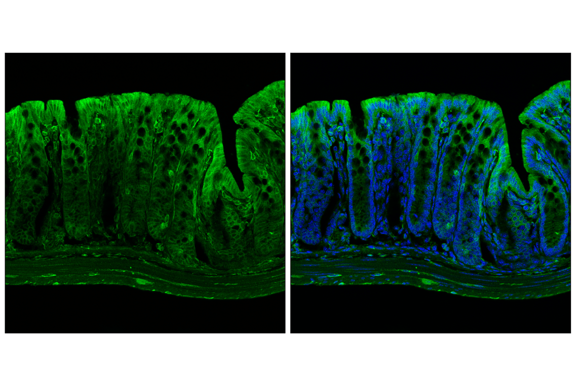 Immunofluorescence Image 2: POR (F6Y3C) Rabbit Monoclonal Antibody