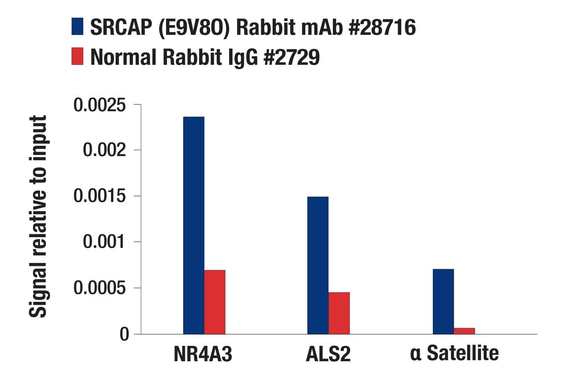 Chromatin Immunoprecipitation Image 1: SRCAP (E9V8O) Rabbit Monoclonal Antibody