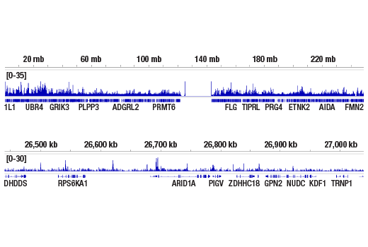 CUT & RUN Image 2: Aiolos (D1C1E) Rabbit Monoclonal Antibody