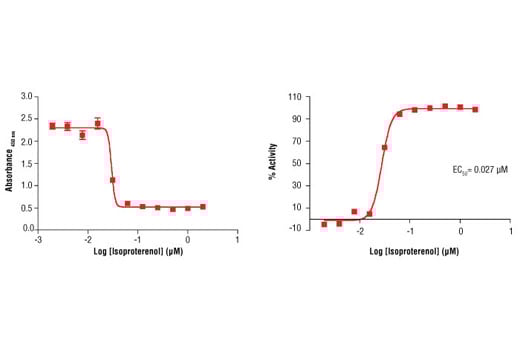 ELISA Image 3: Cyclic AMP Assay Kit