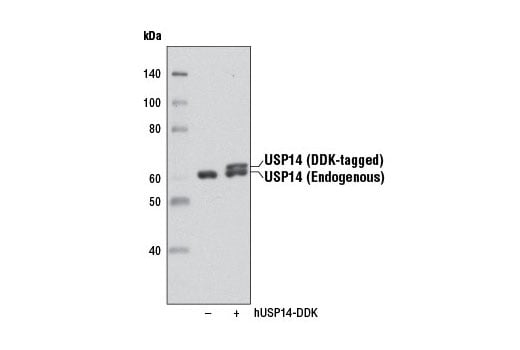 Western Blotting Image 2: USP14 (D8Q6S) Rabbit Monoclonal Antibody