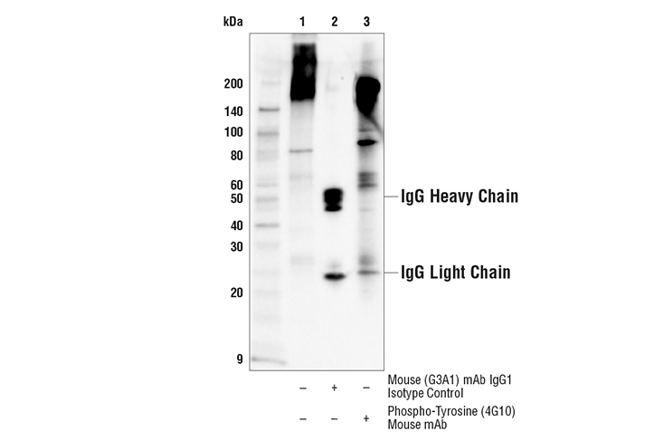 Immunoprecipitation Image 1: Phospho-Tyrosine (4G10) Mouse Monoclonal Antibody