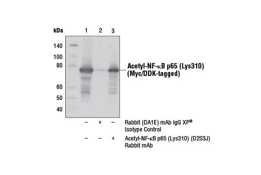 undefined Image 9: NF-kappaB p65 Antibody Sampler Kit