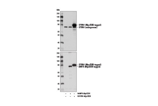 Western Blotting Image 2: SYVN1 (D3O2A) Rabbit Monoclonal Antibody