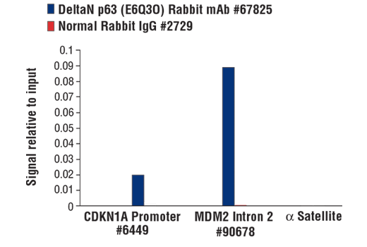 Chromatin Immunoprecipitation Image 1: DeltaN p63 (E6Q3O) Rabbit Monoclonal Antibody