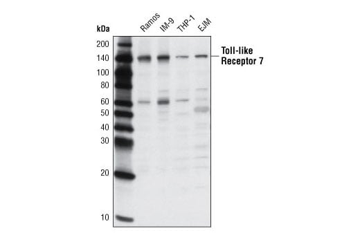 Western Blotting Image 1: Toll-like Receptor 7 (D7) Rabbit mAb