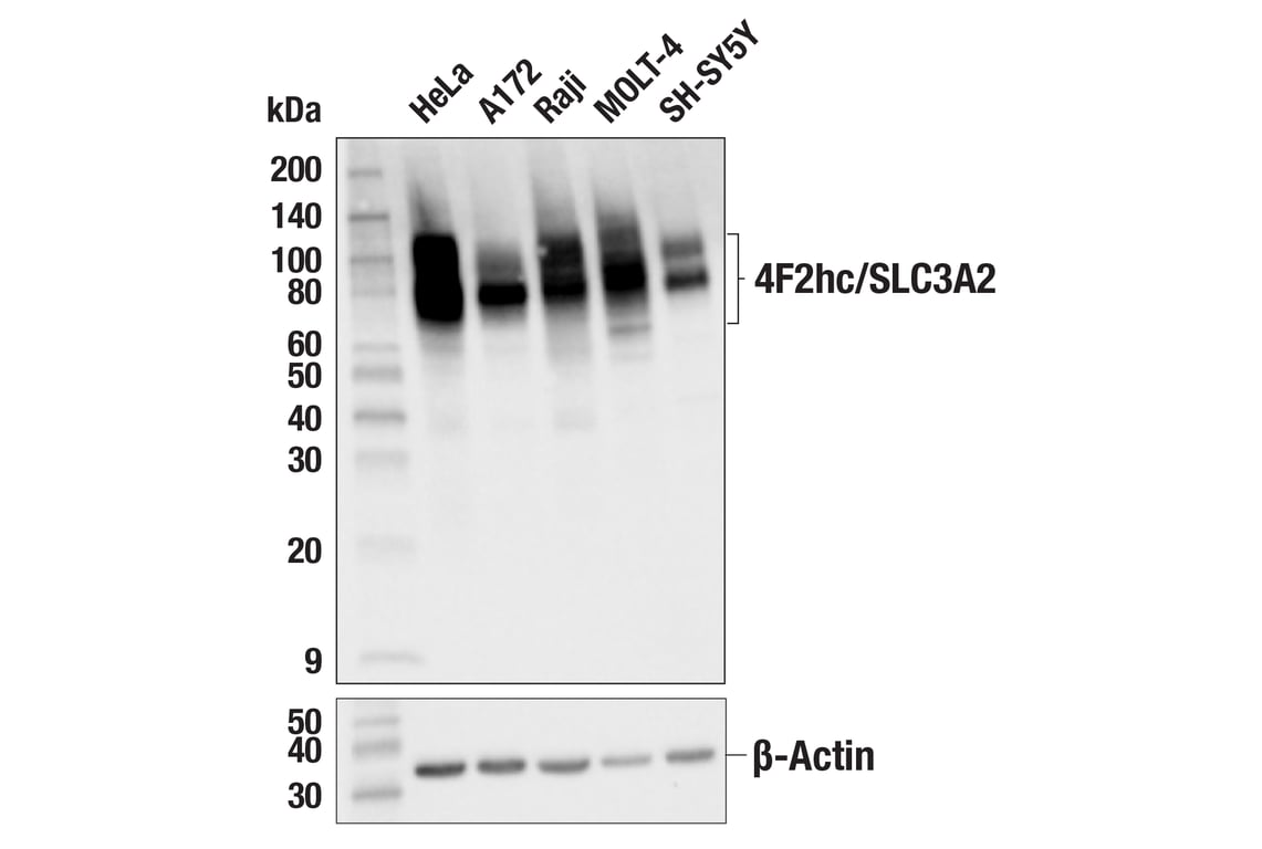 Western Blotting Image 1: 4F2hc/SLC3A2 (D3F9D) XP<sup>®</sup> Rabbit mAb