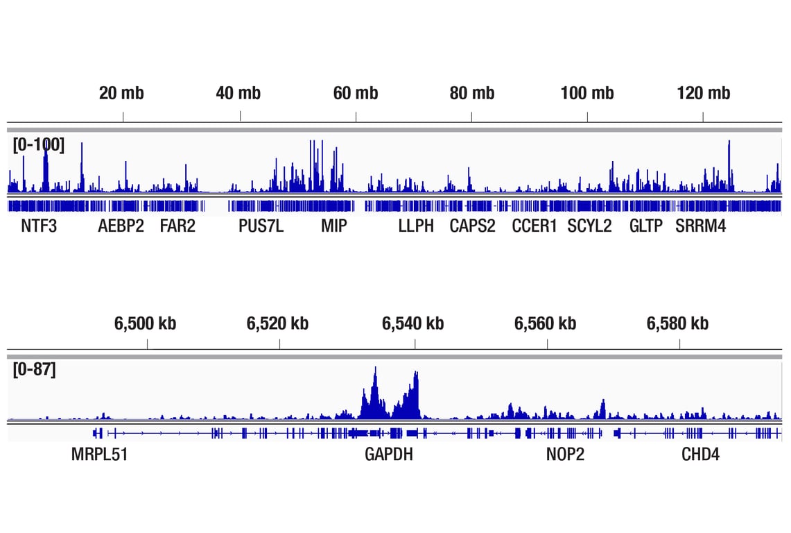 CUT & Tag Image 2: SPT6 (D6J9H) Rabbit Monoclonal Antibody