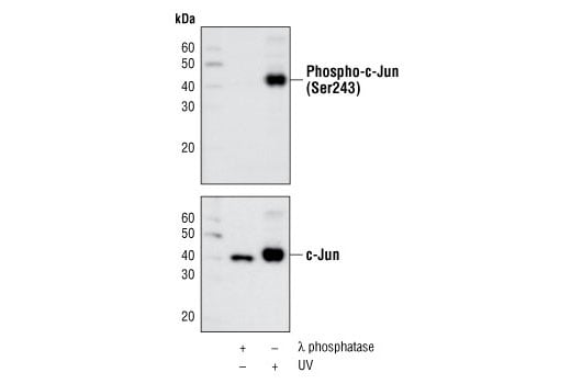 Western Blotting Image 2: Phospho-c-Jun (Ser243) Antibody