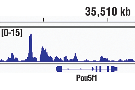 Chromatin Immunoprecipitation Image 1: Sox2 (D9B8N) Rabbit Monoclonal Antibody