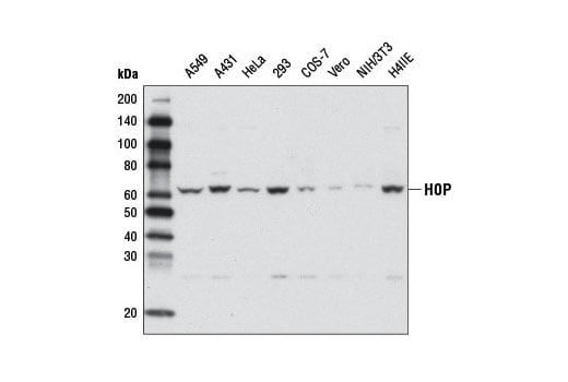 Western Blotting Image 1: HOP (D6E3) Rabbit mAb