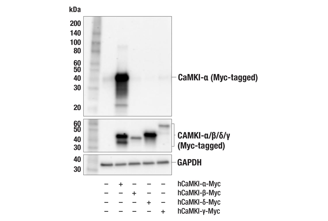 Western Blotting Image 3: CaMKI-alpha (F1M8F) Rabbit Monoclonal Antibody