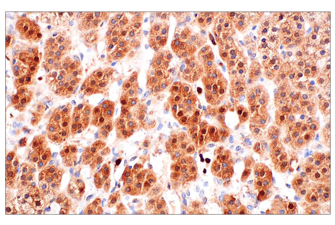 Immunohistochemistry Image 5: Catalase (D4P7B) Rabbit Monoclonal Antibody
