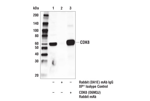 Immunoprecipitation Image 1: CDK8 (D6M3J) Rabbit Monoclonal Antibody