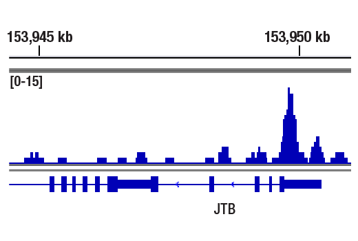 CUT & RUN Image 1: Tri-Methyl-Histone H3 (Lys36) (D5A7) Rabbit Monoclonal Antibody