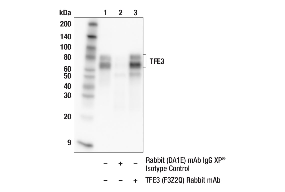 Immunoprecipitation Image 1: TFE3 (F3Z2Q) Rabbit Monoclonal Antibody
