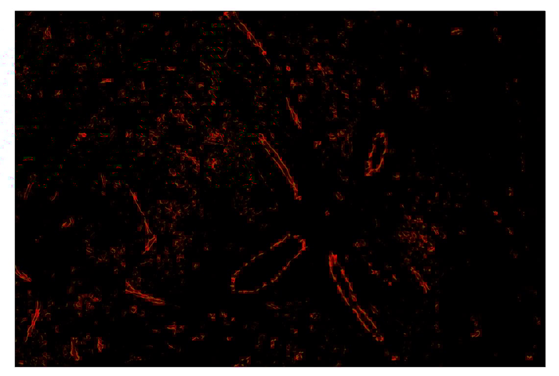 Immunohistochemistry Image 4: CD31 (PECAM-1) (89C2) & CO-0028-488 SignalStar<sup>™</sup> Oligo-Antibody Pair