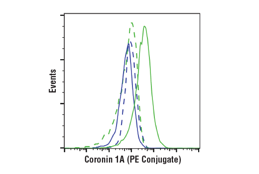 Flow Cytometry Image 1: Coronin 1A (D6K5B) XP<sup>®</sup> Rabbit mAb (PE Conjugate)